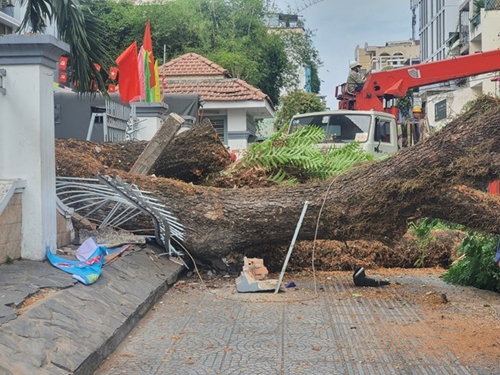 Thành phố Hồ Chí Minh: Đổ cây xanh trong trường học, nhiều người bị thương